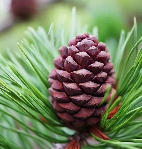Miniatura 2 de Pinus thunbergii (semillas de pino negro japonés, forma atractiva y características únicas, semillas de MySeeds.Co, elige la cantidad (1 oz)