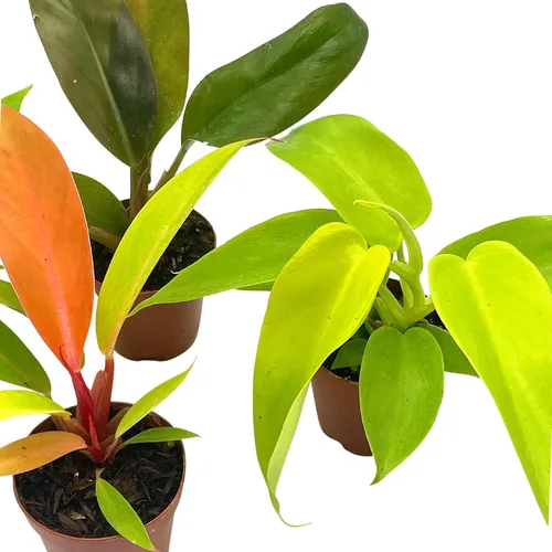Miniatura 3 de BubbleBlooms Philodendron Surtido Set, macetas de 2 pulgadas, 4 diferentes plantas de casa imperiales Philo