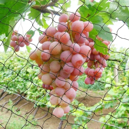 Miniatura 5 de Noa Store Red de Malla de Nylon Anti Pájaros [25x50] pies para Árboles Frutales, Jardín, Plantas, Protectores de Árboles, Aviario y Red para Aves