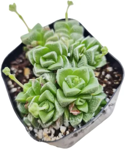 Miniatura 3 de Plantas suculentas vivas de USKC (Graptopetalum Superbum de 2 pulgadas)