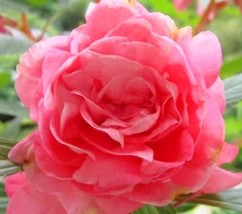 Miniatura 4 de 100PCS Semillas dobles Camelia Impatiens Color mezclado Impatiens Balsamina Semillas