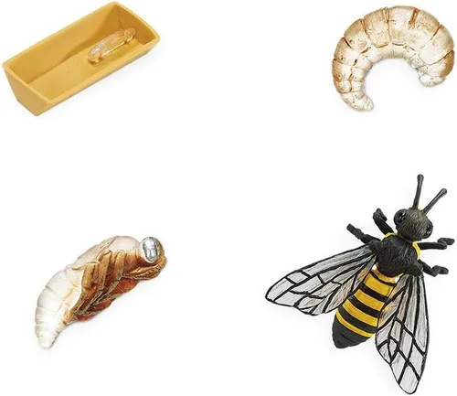 Miniatura 2 de Safari Ltd Safariología, el ciclo de vida de una abeja