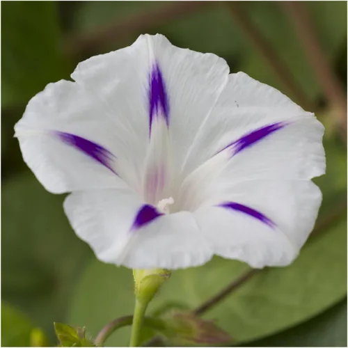 Miniatura 2 de Seed Needs Milky Way Morning Glory - Semillas para plantar enredaderas con flores, reliquia y escaladores polinizados abiertos para crear una cerca