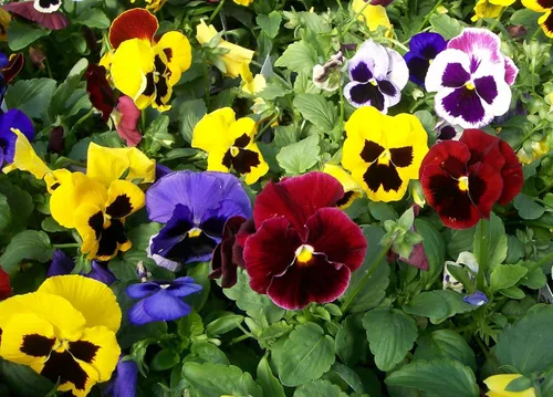 Miniatura 6 de Semillas Viola Swiss Mix (Nombre científico: Viola wittrockiana) Flores Perennes