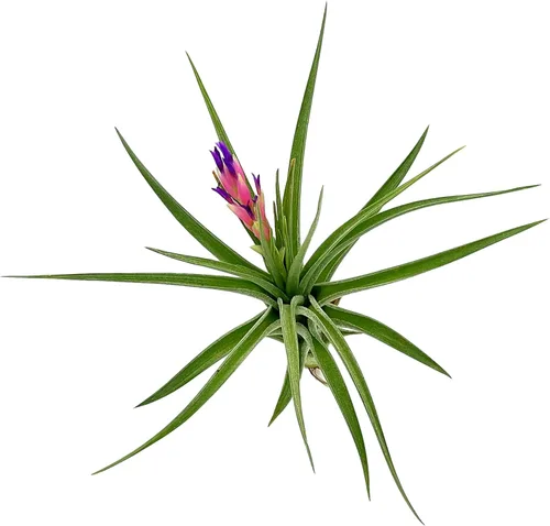 Plantas de aire – Tillandsia Aeranthos florecientes, grandes 3-5 pulgadas – 1 unidad – Llegada viva garantizada – Plantas de interior para