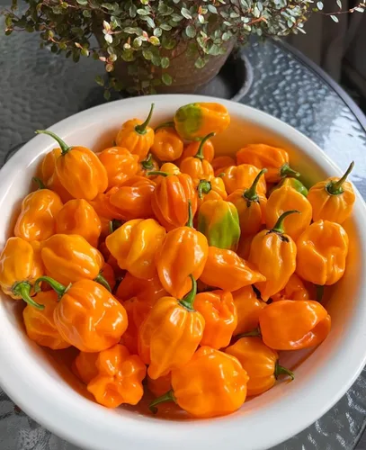 Miniatura 6 de 150 semillas de pimienta habanero naranja, sin OMG, chile súper picante para plantar, ideal para salsa picante, salsas y jardines domésticos - Alta