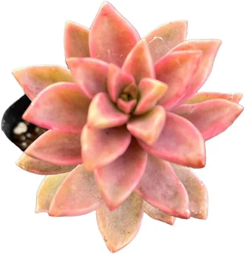 Miniatura 3 de Plantas suculentas vivas Plantas Sedum (2 "Pot Sedum Adolphi Firestorm)