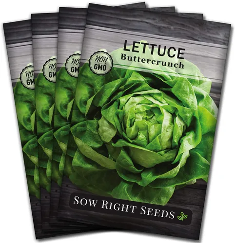 Sow Right Seeds - Semillas de lechuga Buttercrunch para plantar - Paquete de reliquia sin OMG con instrucciones para plantar un huerto doméstico -