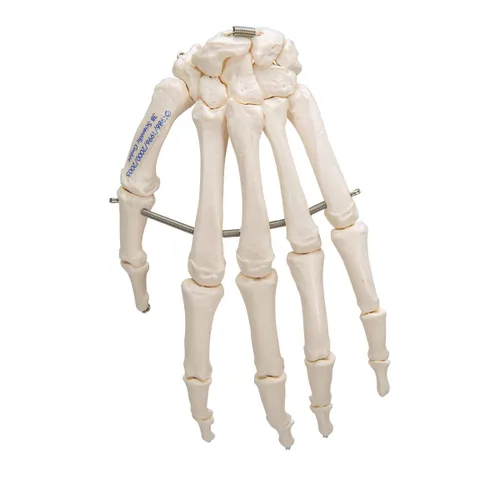 Miniatura 10 de 3B Scientific Esqueleto de mano A40 montado en alambre - 3B Smart Anatomy