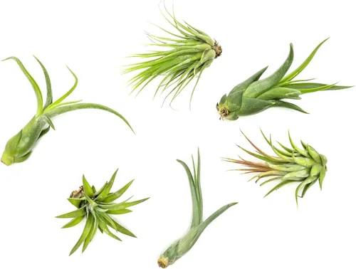 Tillandsia Plantas de Aire Vivas de Interior (6 Unidades), Kit de Variedad de Plantas de Aire Vivas, Plantas Tropicales Vivas para Interior, Plantas