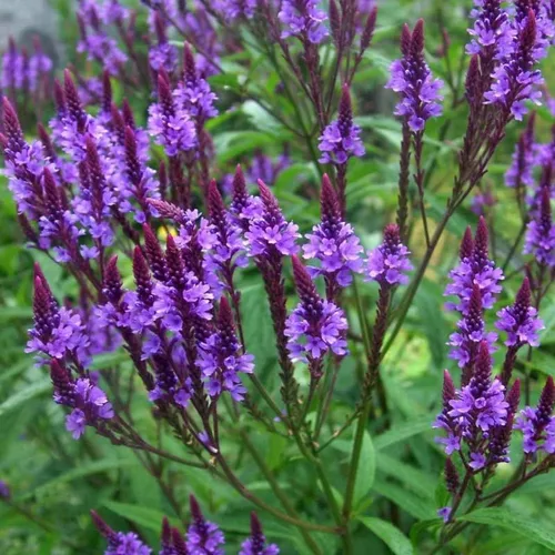Miniatura 3 de Planta de verbena azul, hierba de verbena en maceta 4 inc. para plantar al aire libre en interiores de tu jardín