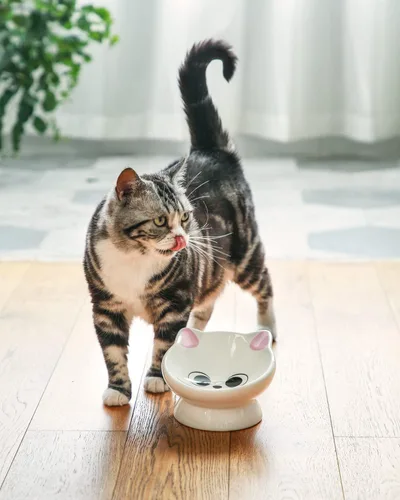 Miniatura 4 de 2 piezas de tazón de comida para gatos elevado de cerámica, tazones de comida inclinados 15°, protegen la columna vertebral del gato, antivómito