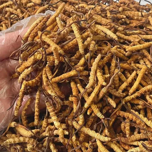 Miniatura 3 de Cordyceps Sinensis 100% salvaje del Himalaya Cordyceps Sinensis hongo de oruga china Cordyceps Sinensis Wild Cordyceps, Dong Chong Xia Cao, apoyo