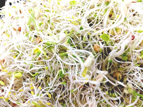 Miniatura 5 de Mezcla de ensalada de semillas germinadas de una libra. Sin OMG. Brócoli, alfalfa, rábano y frijoles mungos Nuestro paquete patentado de brotes