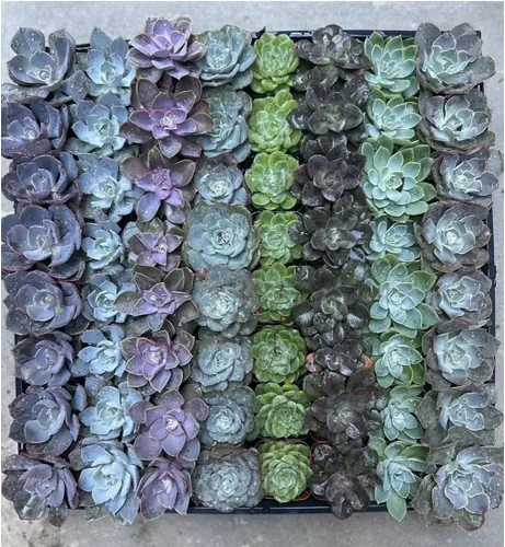 Generic Juego de 2 Suculentas Echeveria Rossetti diferentes de 2 "": Belleza matutina y atolón azul, verde, rosa, azul, púrpura