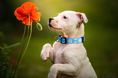 Miniatura 6 de Native Pup Collar de flores para perro, ajustable, pequeño, mediano y grande, linda chica para verano, primavera, bonito accesorio esencial