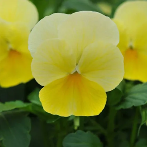 Sorbet Series Viola Lemon Chiffon ~25 Semillas | Semillas de flores sin OMG, semillas de flores tradicionales para macetas, bordes, contenedores |