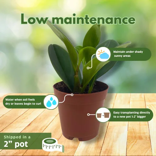 Miniatura 5 de BubbleBlooms Peperomia Obtusifolia - Planta de mármol verde en maceta de goma de 2 pulgadas con hoja de cuchara pequeña