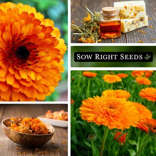 Miniatura 4 de Sow Right Seeds - Semillas de caléndula naranja Ball's para plantar - Paquete de reliquia sin OMG con instrucciones para plantar un jardín en casa