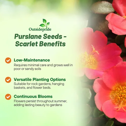Miniatura 3 de Outsidepride Semillas de verdolaga escarlata para plantar, 50 unidades anuales, fáciles de cultivar, ricas en vitaminas y tolerantes a la sequía