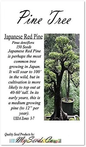 Miniatura 2 de Semillas para árbol de pino sin transgénicos de MySeeds.Co
