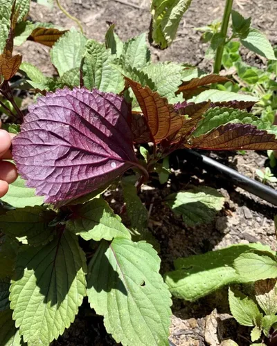 Miniatura 2 de Perilla Frutescens Seeds, Hạt giocng Tía Tô Viet NAM, hierba asiática sin OMG (1000 semillas)