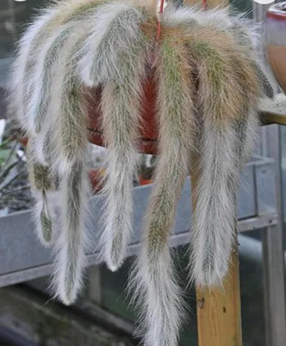 Miniatura 3 de Cactus de cola de mono de 4 pulgadas (Cleistocactus Colademonis) - Fácil de cultivar en interiores/exteriores, luz solar indirecta. Suelo bien