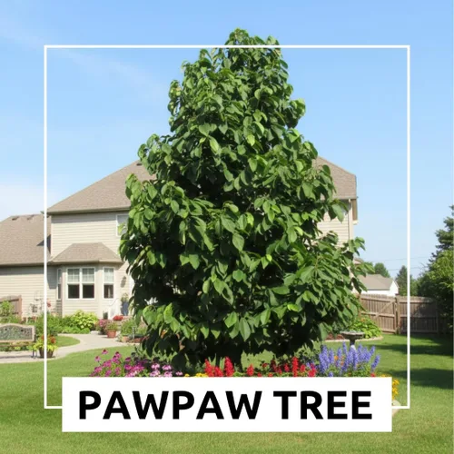 Miniatura 4 de Semillas de árbol de pata de pata para plantar 6 semillas Árbol frutal comestible, fabricado en Estados Unidos Divertido y fácil de cultivar