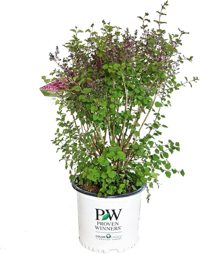 Miniatura 4 de Proven Winners - Syringa x Bloomerang Dark Purple (Lila Refloreciente) Arbusto, flores púrpura oscuro, Contenedor Tamaño #3