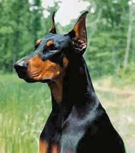 Miniatura 2 de Dean y Tyler DT Freedom Winter #5 Bozal, Doberman