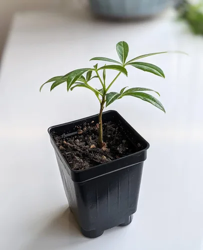 Miniatura 4 de Plántula de árbol bonsái Planta Caudex viva (Adansonia Digitata African Baobab)