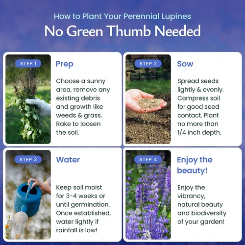 Miniatura 4 de Created by Nature Blue Lupine Seeds, 750 semillas de flores silvestres perennes