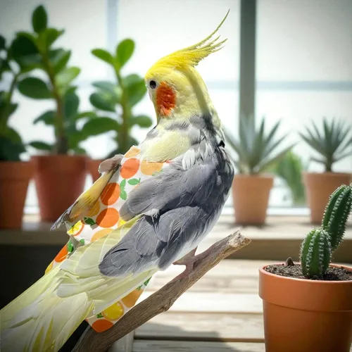 Miniatura 4 de 6 pañales lavables para pájaros, con forro impermeable y correas ajustables, pañales suaves reutilizables para periquitos, periquitos, mini