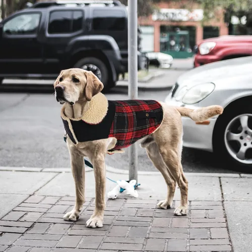 Miniatura 6 de Abrigo de invierno para perros pequeños y medianos, chaqueta a cuadros para cachorros, abrigo de algodón para clima frío, prendas cálidas y Rojo