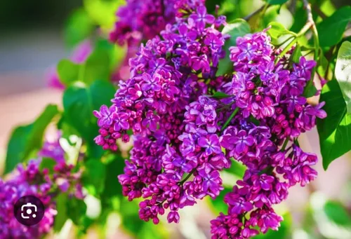 50 Violetas Semillas Lila Extremadamente Fragante Syringa Villosa Árbol Lila Arbusto Syringa Vulgaris