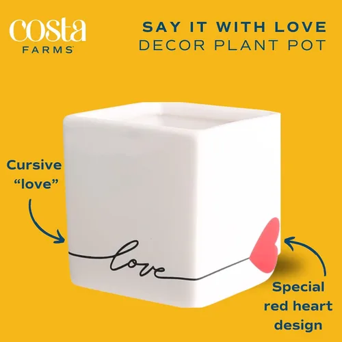 Miniatura 2 de Costa Farms Hoya Heart - Planta tipo suculenta viva de interior, 5 pulgadas de alto, en recipiente de cerámica blanca en forma de globo