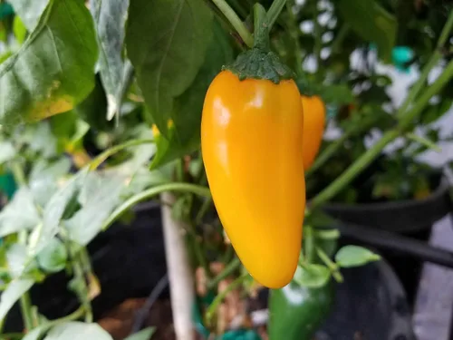 Miniatura 3 de NuMex Calabaza Especias Jalapeño Pimienta 10+ Semillas