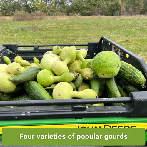Miniatura 3 de Sow Right Seeds - Colección de semillas de calabaza para plantar - Paquetes de calabazas decorativas, Luffa, Dipper y botella - Cultiva tus propias