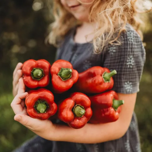 Miniatura 2 de Marconi Red Pepper – 25 semillas – Pimienta italiana dulce gigante, variedad de pimiento reliquia, cultivadas en Estados Unidos, semillas