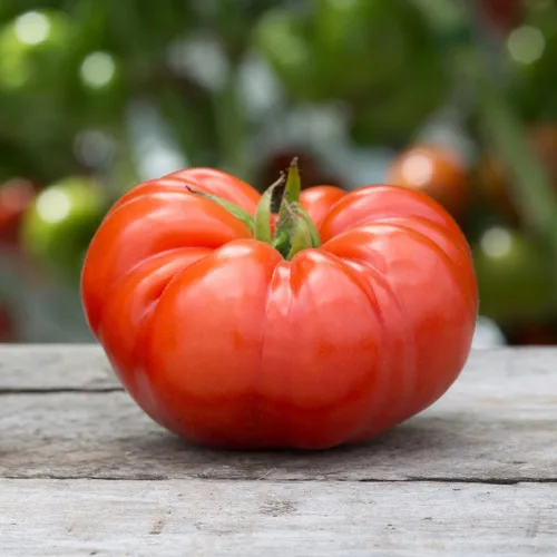 Miniatura 18 de Eden Brothers Semillas de tomate – Semillas de caqui sin OMG para plantar, paquete Semillas de vegetales de bajo mantenimiento, plantas durante