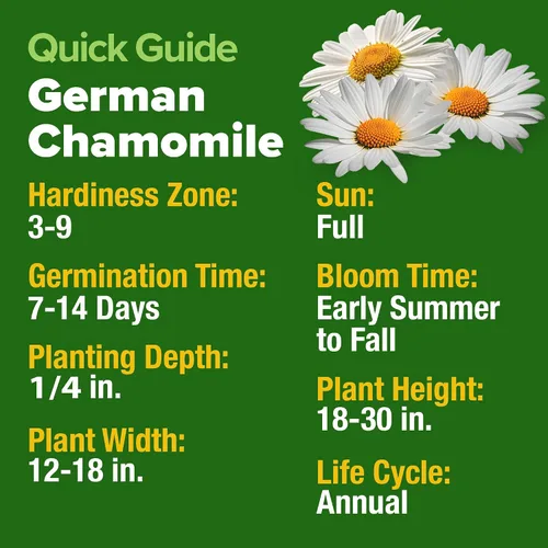 Miniatura 5 de HOME GROWN Paquete de semillas de manzanilla alemana: 4,560 semillas tradicionales para plantar jardines sostenibles y tés de hierbas medicinales