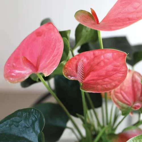Miniatura 2 de Green Circle Growers - Anthurium rosa de 5 pulgadas en maceta de yute crema, plantas de interior vivas, planta