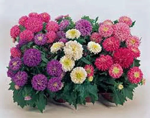 Miniatura 3 de Aster, arco iris, 100 semillas hermosas flores vívidas y brillantes