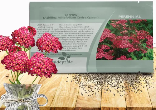 Outsidepride Cerise Queen Yarrow Seeds - 5000 unidades. Semillas de flores perennes, versátiles, formadoras de grumos y tolerantes a la sequía para