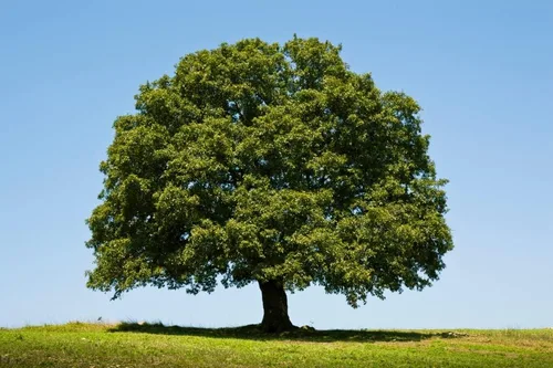 Semillas de roble blanco para plantar | 5 semillas grandes y saludables | El roble blanco es apreciado por su aspecto atractivo y madera