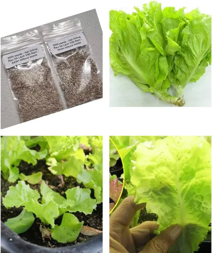 2 bolsas de 3000 semillas de lechuga vietnamita muy fácil de cultivar muy productiva todas las estaciones xà lách Việt NAM La lechuga más favorita