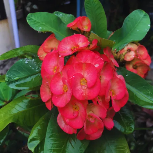 Miniatura 2 de Planta viva de corona roja de espinas, planta viva de corona de espinas, 4 unidades en maceta, planta suculenta perenne viva