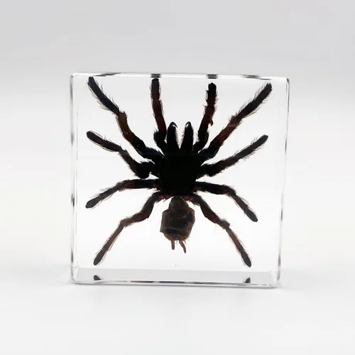 Miniatura 12 de Muestras de pulpo reales en manualidades de pisapapeles de resina, colección de taxidermia de animales para educación científica y adorno
