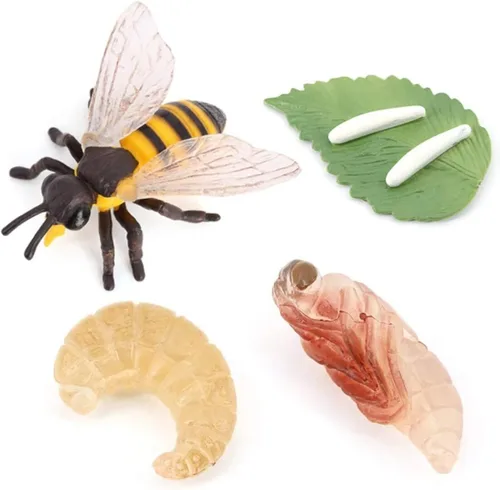 Hvogvok Ciclo de Crecimiento de Abejas, Modelo Biológico del Ciclo de Crecimiento Animal, Conjunto de Modelo del Ciclo de Vida de Abeja Realista de