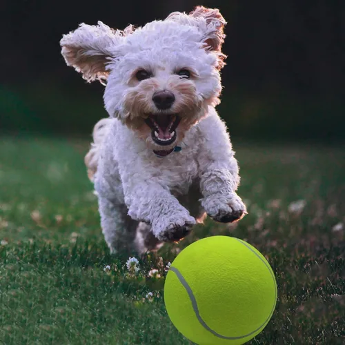 Miniatura 6 de Magicorange Paquete de 4 pelotas de tenis gigantes de 9.5 pulgadas, pelotas de tenis grandes para perros, para deportes al aire libre